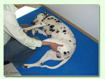 Physiogherapie bei einem Hund