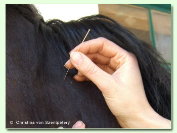 Akupunktur Pferd