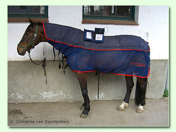 Magnetfeldtherapie beim Pferd