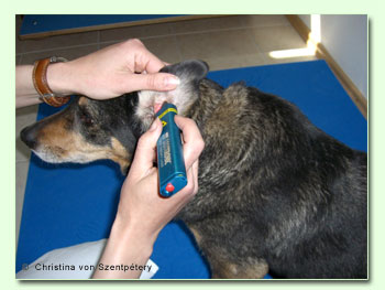 Ohrakupunktur beim Hund